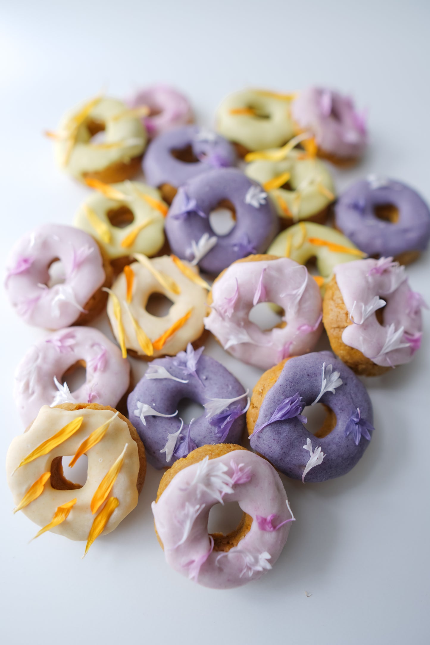 Doggo Donuts