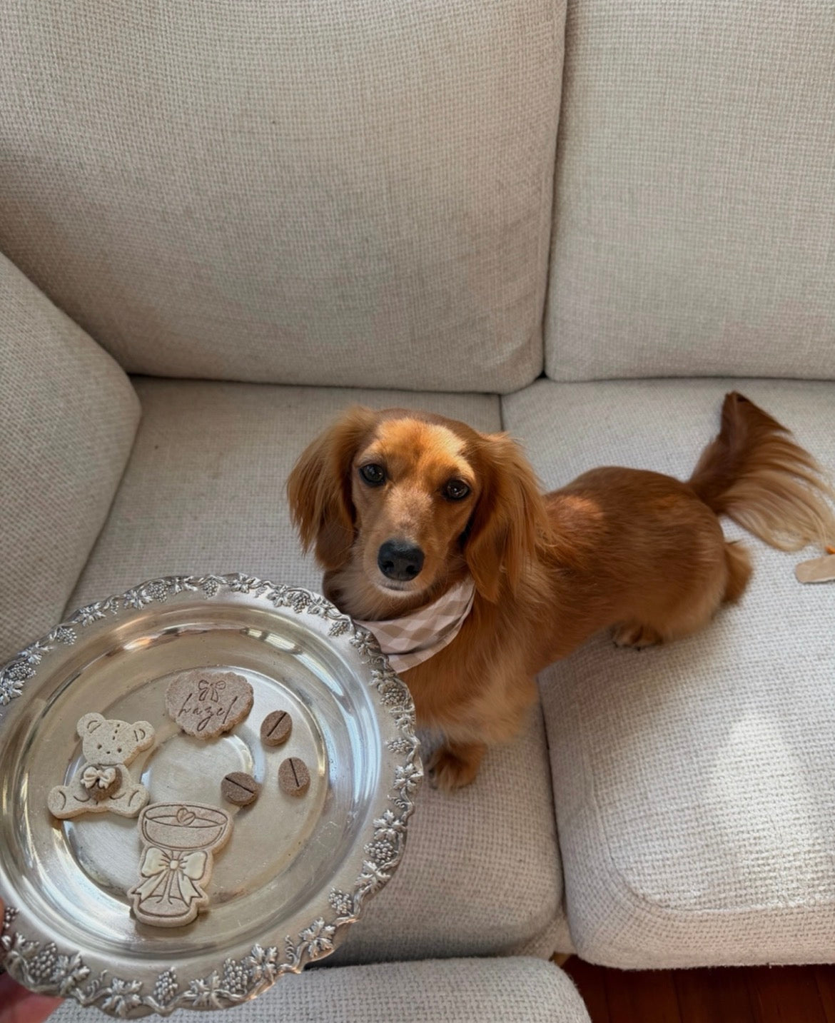 teddy pawtini
