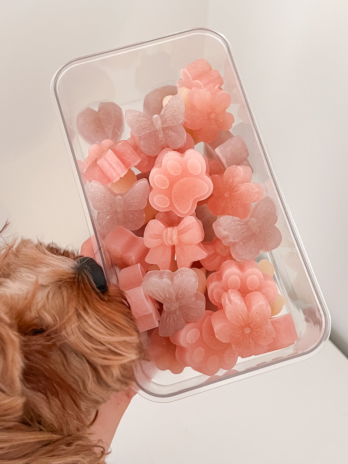 Bow + Paw Treat Mold